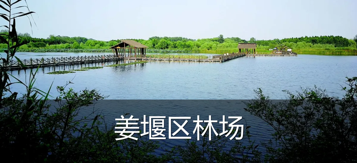 姜堰区林场